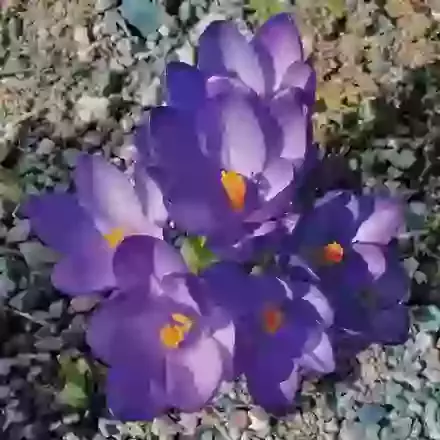Tommasinianus Ruby Giant